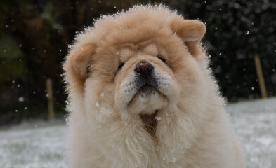 Cream Chow Puppy