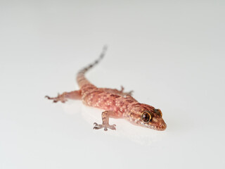 Mediterranean House Gecko on a white background. Hemidactylus turcicus