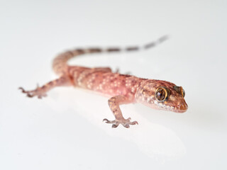Mediterranean House Gecko on a white background. Hemidactylus turcicus