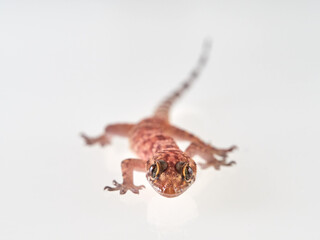 Mediterranean House Gecko on a white background. Hemidactylus turcicus