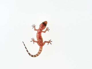 Mediterranean House Gecko on a white background. Hemidactylus turcicus