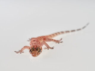 Mediterranean House Gecko on a white background. Hemidactylus turcicus