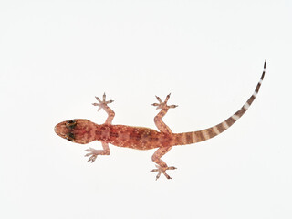 Mediterranean House Gecko on a white background. Hemidactylus turcicus