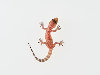 Naklejka premium Mediterranean House Gecko on a white background. Hemidactylus turcicus