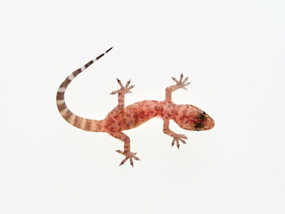 Mediterranean House Gecko on a white background. Hemidactylus turcicus