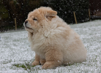 Cream Chow Puppy
