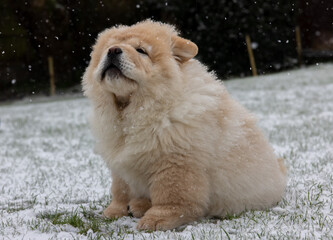 Cream Chow Puppy