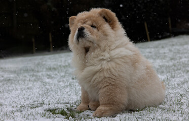 Cream Chow Puppy