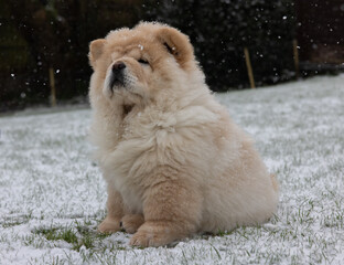 Cream Chow Puppy
