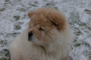 Cream Chow Puppy