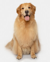 Happy smiling Golden retriever dog sit posing isolated on white background