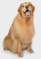 Happy smiling Golden retriever dog sit posing isolated on white background