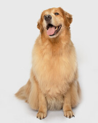 Happy smiling Golden retriever dog sit posing isolated on white background looking side