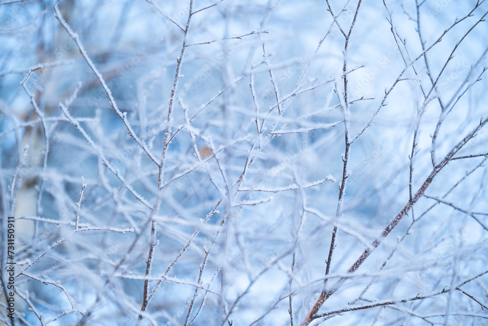 Wall mural Close up of branches of birch tree in frost. Cold winter weather, branches in snow and ice