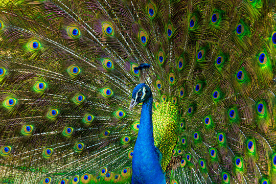 Peacock,Picture of a beautiful peacock with feathers removed,Blue Peacock 