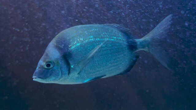 Black Sea-bream (Spondyliosoma cantharus) in fish aquarium