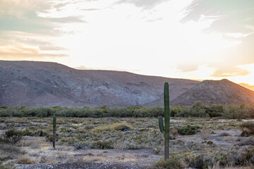 Mexican desert landscape with saguaros cactus, steppes, wild vegetation and scrubland in arid terrain, rocky mountains and sunset with orange clouds in background, Baja California Sur, Mexico