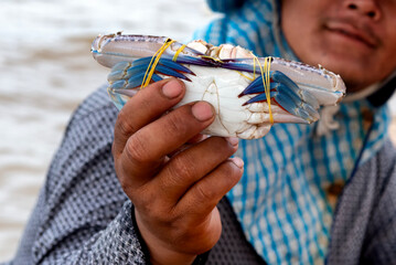 Hand of fisherman holding blue crab © Lucia Tieko