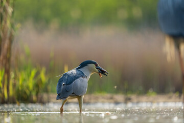 Black crowned night heron (Nycticorax nycticorax)