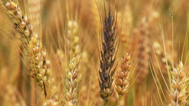 Ripe common wheat crops in cultivated field ready for harvest
