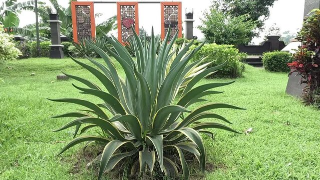 Agave lophantha (Also known thorncrest century plant, Big Lechuguilla). thorn crest agave leaf tips are dangerously rigid and sharp and can cause injury to humans and inflatible sports balls.