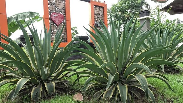Agave lophantha (Also known thorncrest century plant, Big Lechuguilla). thorn crest agave leaf tips are dangerously rigid and sharp and can cause injury to humans and inflatible sports balls.