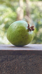 guava isolated on blurry garden background, oval shaped common tropical and nutrient-rich fruit that is high in vitamin c, fiber and antioxidants, selective focus with copy space