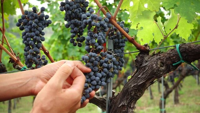 Oenologist man's hands check a bunch of red wine grapes in an Italian vineyard in the hills of Bologna. Italy.