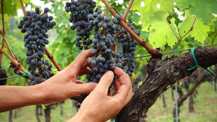 Man's hands control bunch of red wine grapes in a italian vineyard on Bologna hills. Italy