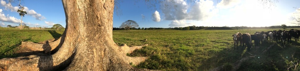 Panoramic view of Gallon Jug Estate
