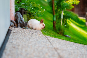 Easter Bunny Holland Lop Rabbit