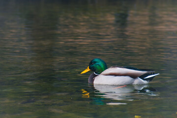 Ducks in a lake in public park