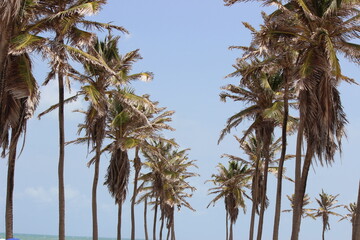 Coconut tree,  Piriquara, Paracuru, Ceará, Brasil
