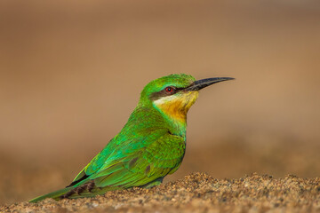 Blue-cheeked Bee-eater