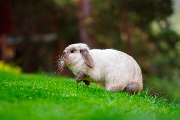 Jumping Cute Easter Bunny