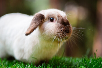 Holland Lop Rabbit Easter Whiskers