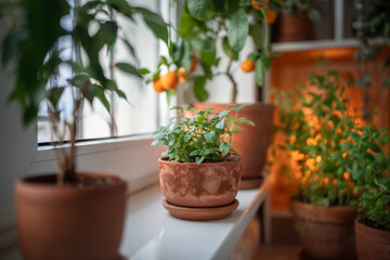 Seedlings of Melissa plant in old terracotta pot on windowsill, houseplants on background. Growing...