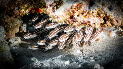 Group of Striped eel catfish on a dive in Mauritius, Indian Ocean