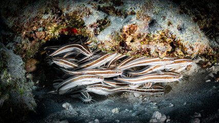 Group of Striped eel catfish on a dive in Mauritius, Indian Ocean