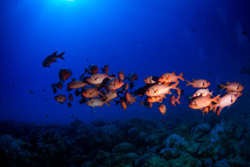 School of red fish (red snapper) against blue background on a dive in Mauritius