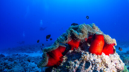 Anemones and nemo clownfish in coral reef against blue background
 - obrazy, fototapety, plakaty