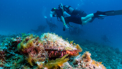 Fototapeta premium The beauty of the worls below surface