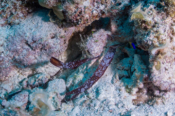 A pair of leaffish on a dive in Mauritius, Indian Ocean