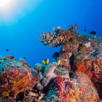 Anemones and nemo clownfish in coral reef against blue background
