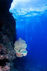 Giant fan coral on steep wall against blue water, divers in background, on a dive in Mauritius,...