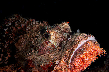 Obraz na płótnie Canvas Close up of a scorpion fish on a dive in Mauritius, Indian Ocewan