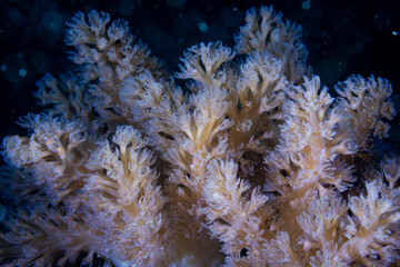 The beauty of the worls below surface