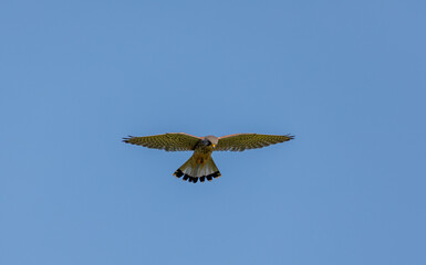 Kestrel Hovering