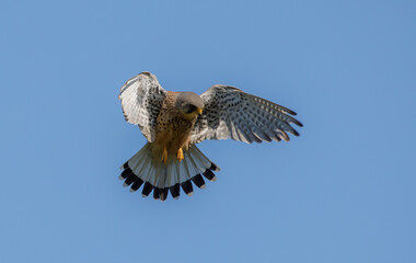 Kestrel Hovering