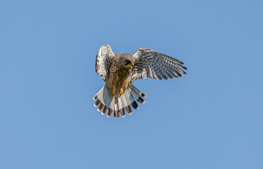 Kestrel Hovering